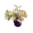 Tradescantia albiflora 'Unicorn' 