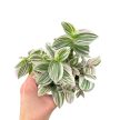 Tradescantia albiflora 'Unicorn' 