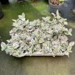 Tradescantia albiflora 'Unicorn' 