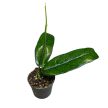 Hoya villosa (Inplanted)