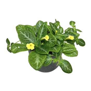 Episcia 'Jim's Spider'