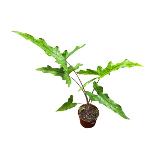 Alocasia sp. 'Sulawesi' - Alocasia 'Sabrina Narrow'