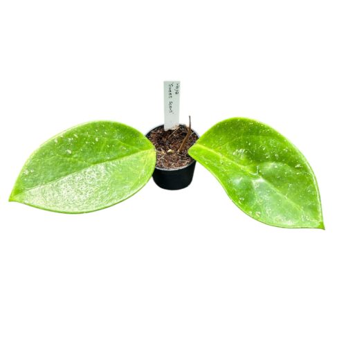 Hoya 'Sweet Scent' (Inplanted)