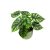 Alocasia baginda 'Dragon Scale' (XL)