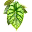 Alocasia baginda 'Dragon Scale' (leértékelt)