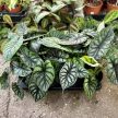 Alocasia baginda 'Dragon Scale' (leértékelt)