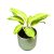 Aglaonema 'Arctic Lime'