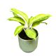 Aglaonema 'Arctic Lime'