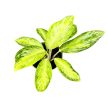 Aglaonema 'Arctic Lime'