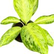 Aglaonema 'Arctic Lime'
