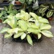 Aglaonema 'Arctic Lime'