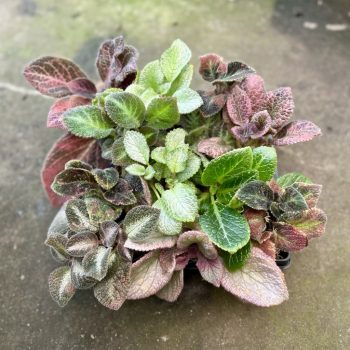 Episcia mix (12 pcs)