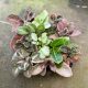 Episcia mix (12 pcs)