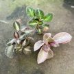 Episcia mix (12 pcs)