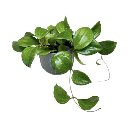 Hoya quinquenervia