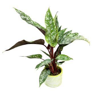 Apoballis acuminatissima 'Lavallaei'