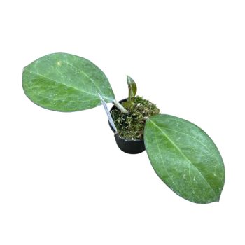 Hoya cv. Patcharawalai (Inplanted)