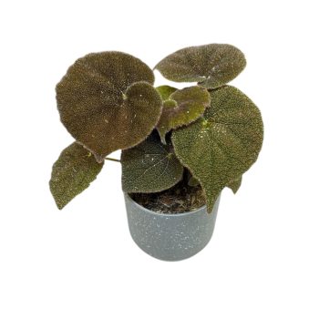 Begonia masoniana 'River'