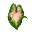 Caladium bicolor 'Kathleen' (Inplanted))