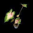 Caladium bicolor 'Kathleen' (Inplanted))
