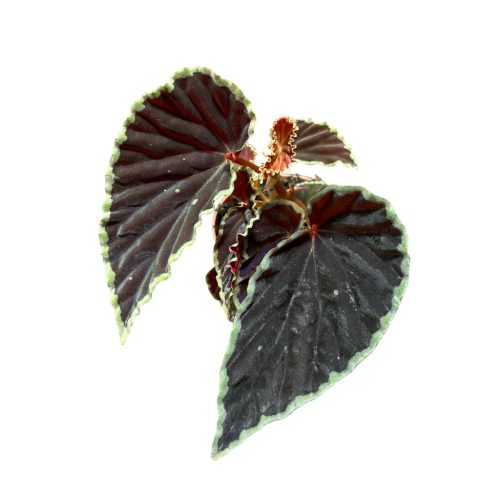 Begonia darthvaderiana 'Green Spot'