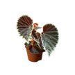 Begonia darthvaderiana 'Green Spot'