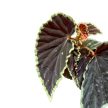 Begonia darthvaderiana 'Green Spot'