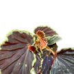 Begonia darthvaderiana 'Green Spot'