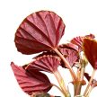 Begonia darthvaderiana 'Green Spot'