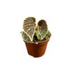 Begonia darthvaderiana 'Green Spot'