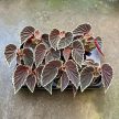 Begonia darthvaderiana 'Green Spot'