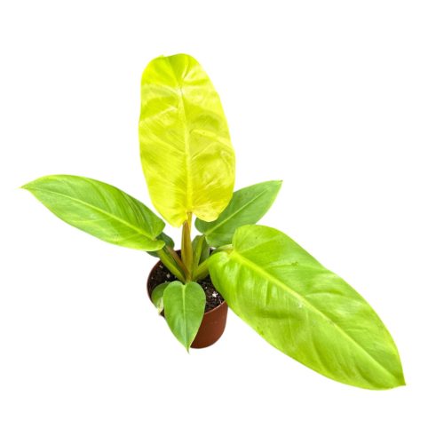Philodendron melinonii 'Gold'