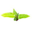 Philodendron melinonii 'Gold'