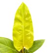 Philodendron melinonii 'Gold'