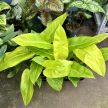 Philodendron melinonii 'Gold'