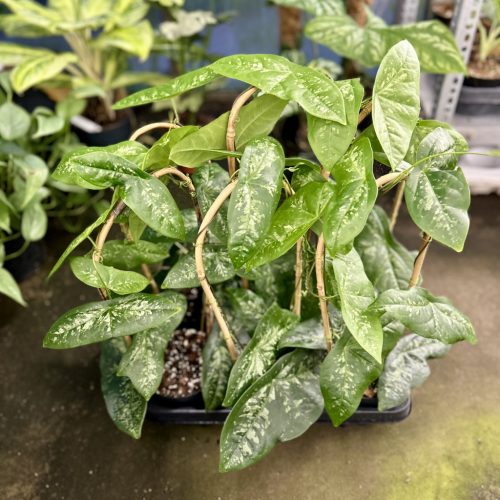 Passiflora coriacea (6 pcs)