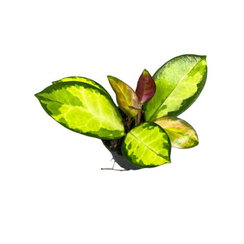 Hoya australis 'Lisa' (Inplanted)