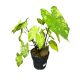 Caladium bicolor 'Frog in a Blender' XL