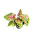 Caladium bicolor 'Casey' (mini)