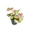 Caladium bicolor 'Casey' (mini)