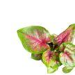 Caladium bicolor 'Casey' (mini)
