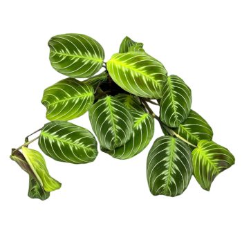 Maranta leuconeura var. kerchoveana 'NoID'