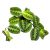 Maranta leuconeura var. kerchoveana 'NoID'