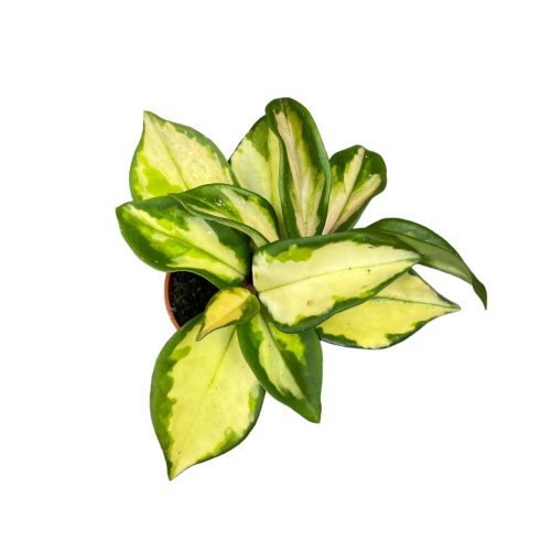 Hoya carnosa 'Tricolor' (S)