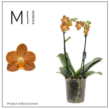 Phalaenopsis 'Indian Summer' - Lepkeorchidea