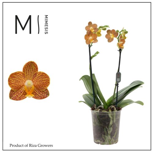 Phalaenopsis 'Indian Summer' - Lepkeorchidea