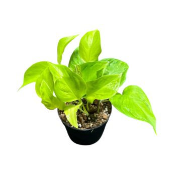 Epipremnum aureum 'Champs Élysées' (Inplanted)