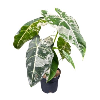 Alocasia micholitziana ‘Frydek Variegata’