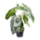 Alocasia micholitziana ‘Frydek Variegata’