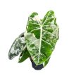 Alocasia micholitziana ‘Frydek Variegata’